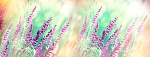 有选择性的 柔情的聚焦在紫色的花朵上 春天美丽的自然 — 图库照片