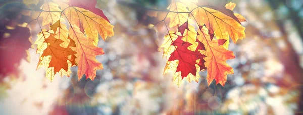 Beautiful Autumn Leaves Oak Leaves Lit Sunlight Late Afternoon Beautiful — Foto de Stock