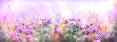 Çayırda çiçek açan yoncaya seçici ve yumuşak bir odak