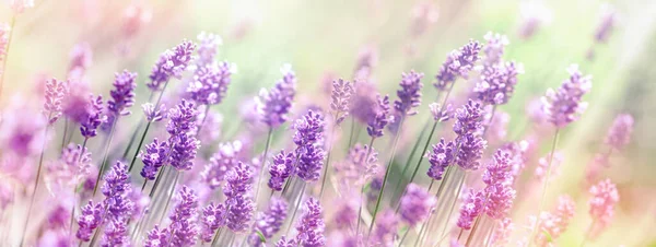 Enfoque Selectivo Suave Flor Lavanda Campo Lavanda Iluminado Por Luz — Foto de Stock