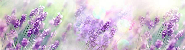Selective Soft Focus Lavender Flower Lavender Flowers Lit Sun Rays — 图库照片