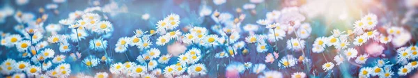 Selective Soft Focus Daisy Flower Beautiful Flowering Meadow — Stock Photo, Image