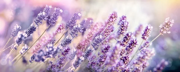 Selective Soft Focus Lavender Flower Lavender Flowers Garden — Stockfoto