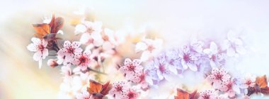 Çiçek ağacına seçici ve yumuşak bir odak, güneş ışınlarıyla aydınlanan çiçek dalları, çiçek açan arka plan dalları, çiçek açan meyve ağaçları.