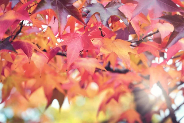 Hermosas Hojas Coloridas Otoño Árbol Hojas Otoño Fondo — Foto de Stock