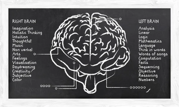 Skills for Right and Left Hemisphere — Stock Photo, Image