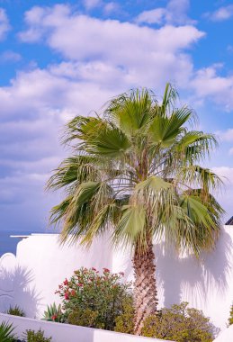 Tropical palm tree background. Canary Island. Travel, summer vacation concept
