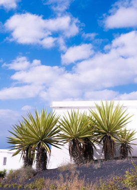 Tropical palm tree and blue sky background. Canary Island. Travel, summer vacation concept
