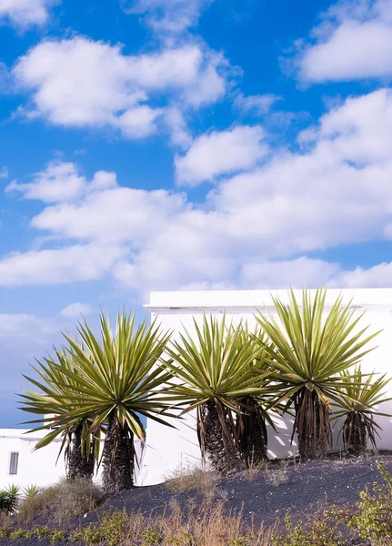 Tropical Palm Tree Blue Sky Background Canary Island Travel Summer — Stockfoto