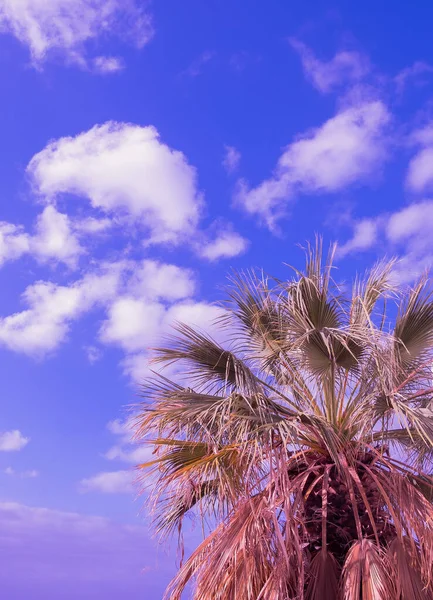 Tropical Palm Tree Blue Sky Minimalist Wallpaper Canary Island Travel — Fotografia de Stock