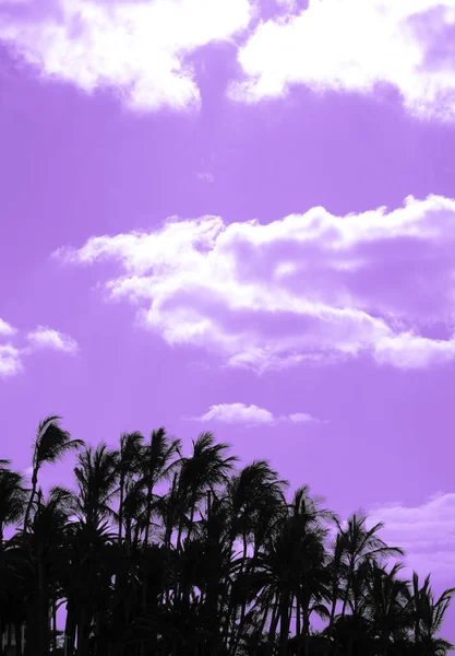Stylish Purple Vacation Wallpaper Palm Sky Creative Background — Zdjęcie stockowe