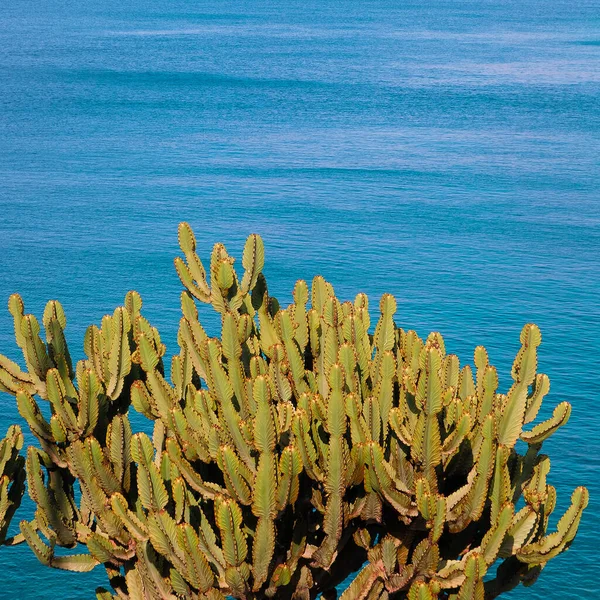 Beautiful Landscape Cactus Ocean Background Travel Concept Canary Island Lanzarote — Fotografia de Stock