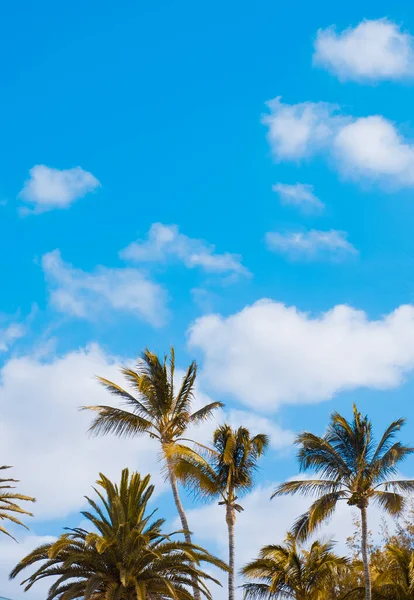 Beautiful Landscape Palm Blue Sky Background Travel Concept Canary Island — Stok fotoğraf