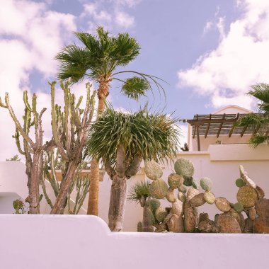 Tropik palmiye ağacı ve kaktüs konumu. Kanarya Adası. Seyahat, yaz tatili konsepti