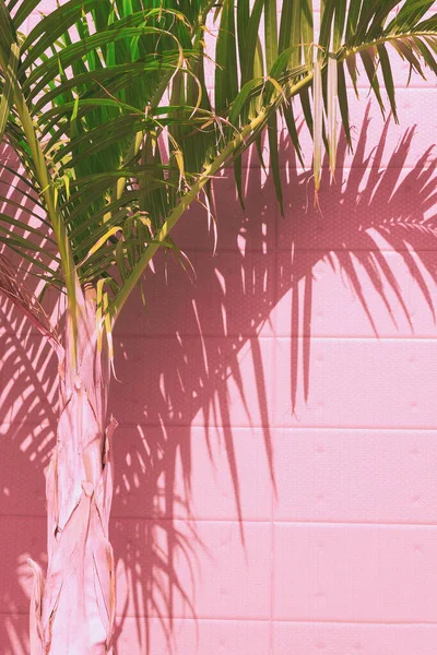 Növények Rózsaszín Koncepció Pálmafa Falon Háttér Stílusos Napfény Árnyékok Természet — Stock Fotó