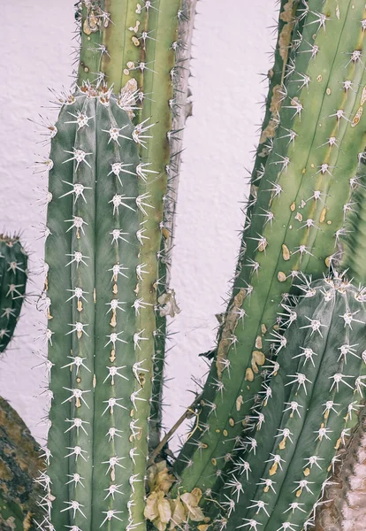 Πράσινο Cactus Γκρο Πλαν Λευκό Φόντο Τοίχου Ελάχιστη Βοτανική Αισθητική — Φωτογραφία Αρχείου