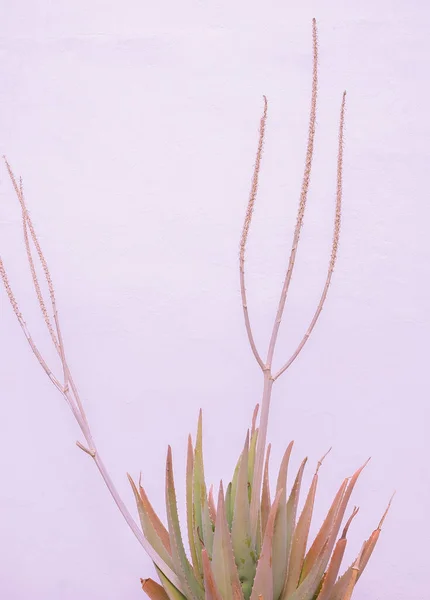 Aloe Vit Vägg Bakgrund Minimal Blommig Botaniska Estetiska Tapeter Res — Stockfoto