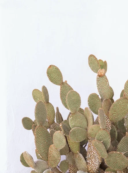Cactus Sfondo Bianco Della Parete Minimale Estetica Botanica Floreale Viaggia — Foto Stock
