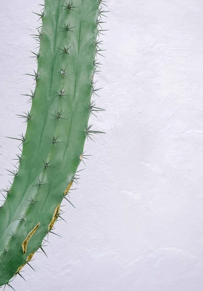 Cacto Verde Fundo Parede Branca Estética Botânica Floral Mínima Viaje — Fotografia de Stock