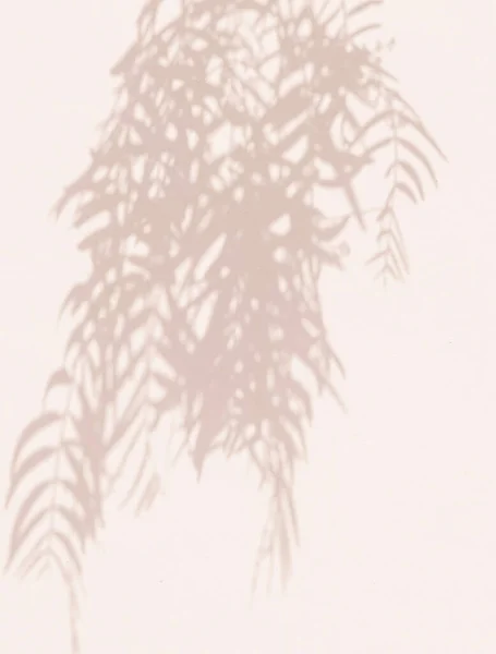 Tropiska Trädskuggor Beige Vägg Minimalistisk Växt Estetiska Tapeter Kanarieöarna — Stockfoto