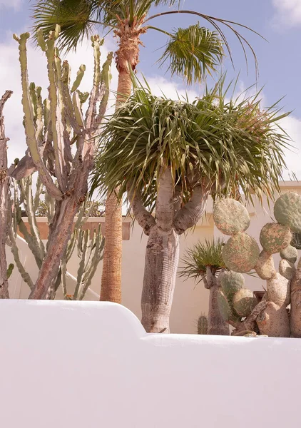 Palmera Tropical Planta Cactus Canarias Viajes Concepto Vacaciones Verano —  Fotos de Stock