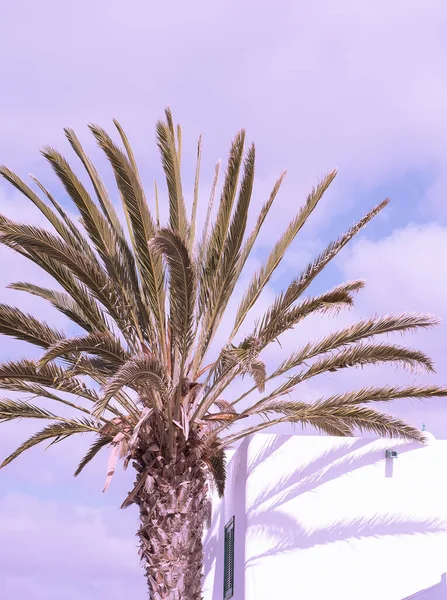 Tropische Palme Und Architektur Schatten Des Sonnenlichts Kanarische Inseln Reiseästhetik — Stockfoto