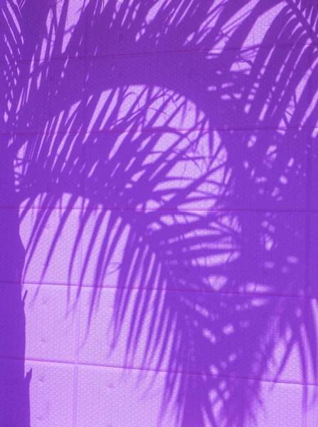ヤシの木スタイリッシュな日光影 自然美のミニマリスト壁紙 流行紫非常にPeri色 — ストック写真