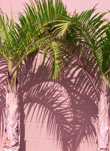 분홍색 컨셉의 식물들 야자나무가 있습니다 아름다운 햇살의 그림자들 자연의 — 스톡 사진