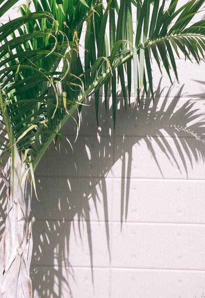 Palmboom Stijlvolle Zonlicht Schaduwen Beige Muur Achtergrond Natuuresthetisch Minimalistisch Concept — Stockfoto