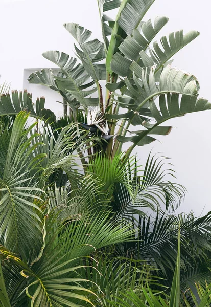 白い壁の背景にヤシの木 花の植物の審美的な最小限 詳細に旅行してください カナリア島 — ストック写真