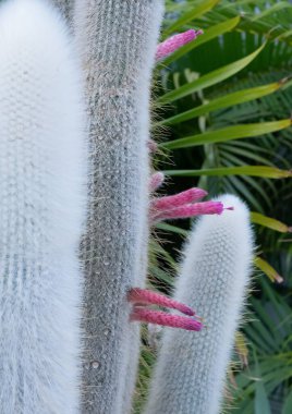 Egzotik kaktüs bitkisi. Minimum çiçekli botanik estetik. Ayrıntılarla seyahat et. Kanarya Adası