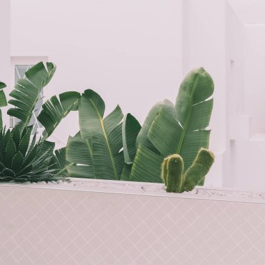 Avuç içi ve kaktüs. Minimum çiçekli botanik estetik seyahat ayrıntıları. Kanarya Adası