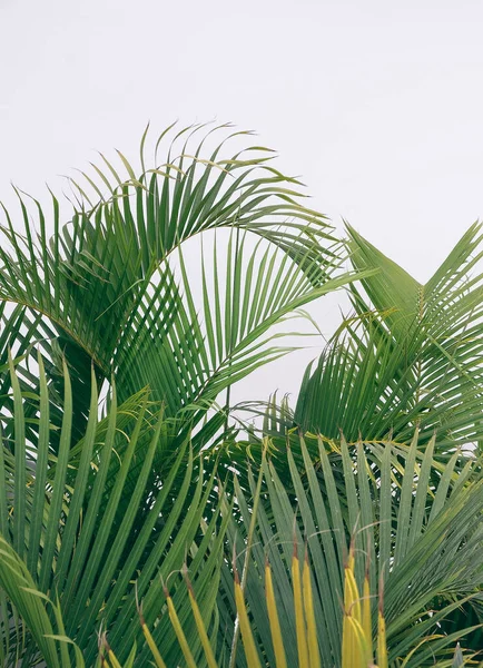 棕榈树叶子特写 最小植物学美学墙纸 — 图库照片