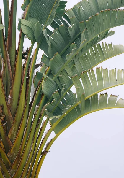 ヤシの木を閉じる 最小限の植物の審美的な壁紙 カナリア島植物 — ストック写真