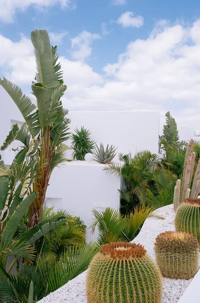 Jardín Palmeras Cactus Mínimo Fondo Pantalla Estética Botánica Floral Viaja —  Fotos de Stock