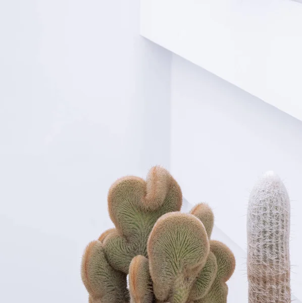 Cactus Primer Plano Sobre Fondo Blanco Pared Estética Botánica Floral —  Fotos de Stock