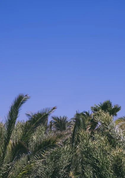 Palmiye Ağaçları Mavi Gökyüzü Şık Tropik Duvar Kağıtları Kanarya Adası — Stok fotoğraf