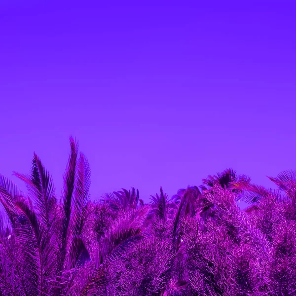 Paarse Palmbomen Lucht Stijlvolle Tropische Kunst Zeer Duidelijke Tendensen — Stockfoto