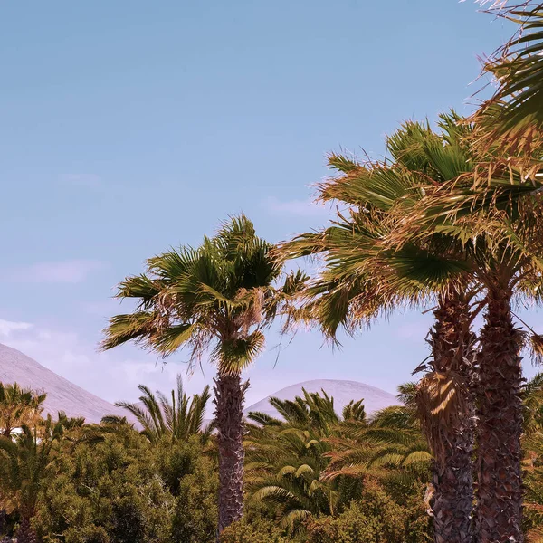 Palmen Und Blauer Himmel Kanarische Insel Reisekonzept — Stockfoto