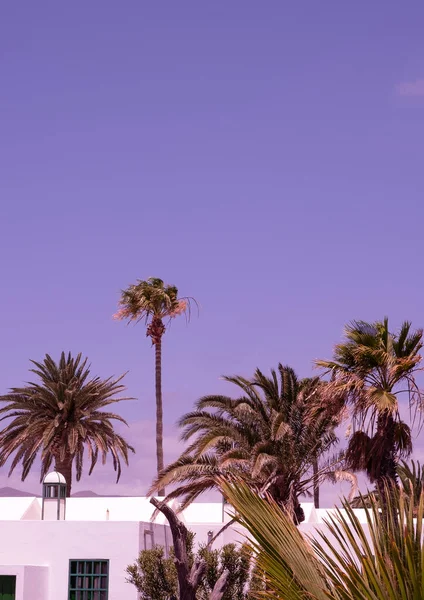 Palmen Und Blauer Himmel Stilvolle Tropische Tapeten Kanarische Insel Reisekonzept — Stockfoto