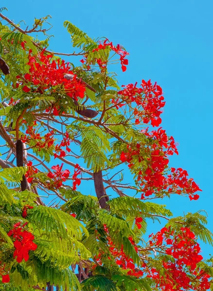 Florescem Árvores Tropicais Céu Azul Papéis Parede Planta Canary Island — Fotografia de Stock