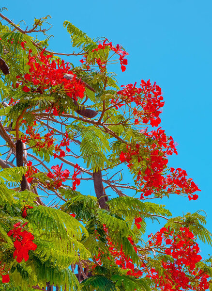 Tropical bloomen trees and blue sky. Canary Island plant wallpapers
