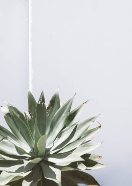 Aloe beyaz duvar arka planında. Minimum çiçekli botanik estetik. Ayrıntılarla seyahat et. Kanarya Adası