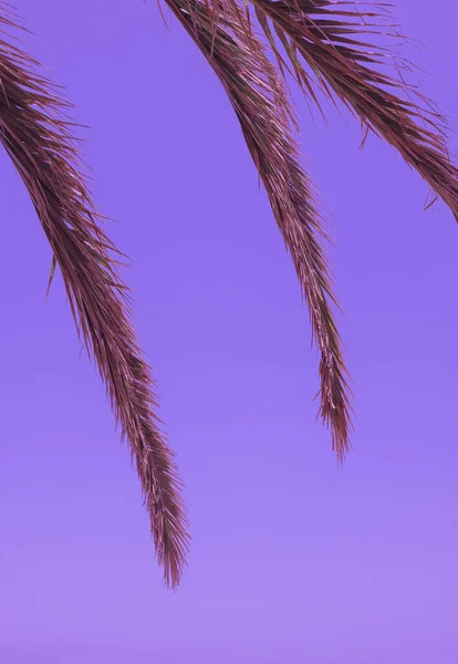 Tropische Palmblätter Und Sehr Peri Farben Trends Kanarische Inseln Reiseästhetik — Stockfoto