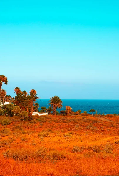 Beautiful Travel Wallpaper Ocean View Palm Trees Canary Island — Stock Photo, Image