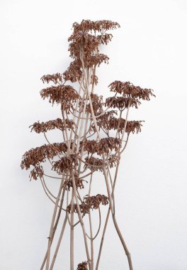 Beyaz bir arka planda kuru bir çiçek. Ev dekorasyonu estetik moda duvar kâğıdı