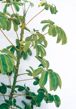 Beyaz arka planda tropik bitki. Bitki estetiği