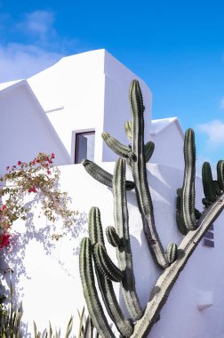 Güzel tropikal bir yer. Beyaz Saray 'ın arka planında kaktüs. Seyahat konsepti. Lanzarote Kanarya Adası