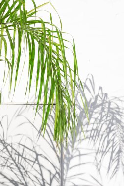 Beyaz duvarda palmiye yaprakları arka planda şık gölgeler