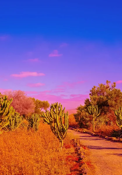 Tropische Landschaft Kakteengarten Reisen Kanarische Inseln Tapeten — Stockfoto